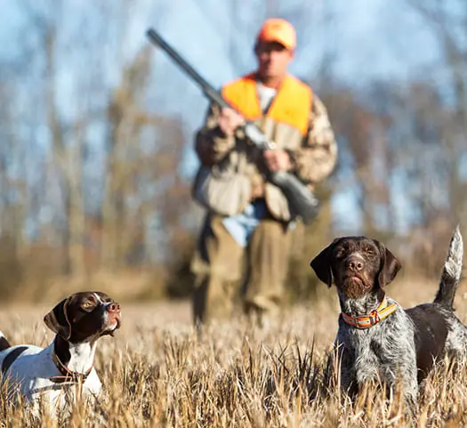 Caza-menor-con-perro.webp